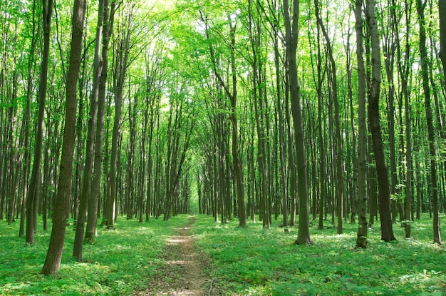 Paisaje forestal en la mañana