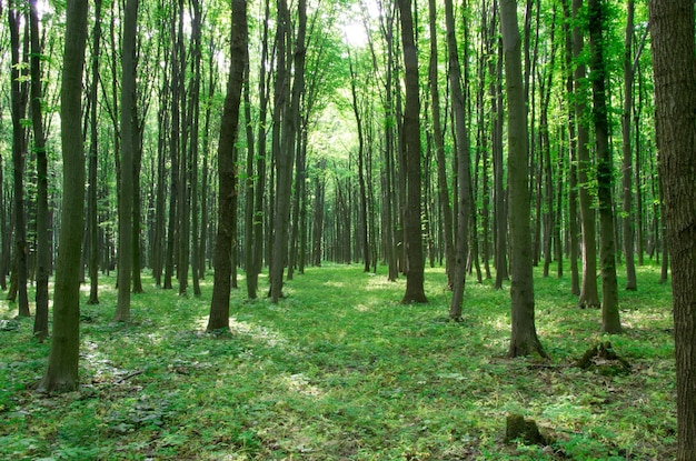 Paisaje forestal en la mañana