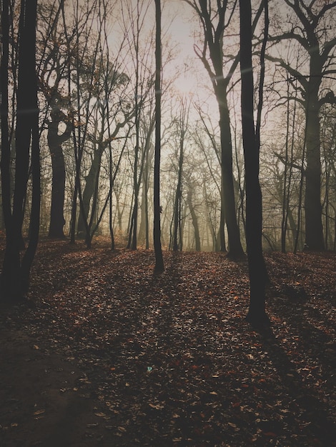 Paisaje forestal con niebla y follaje en la temporada de otoño.