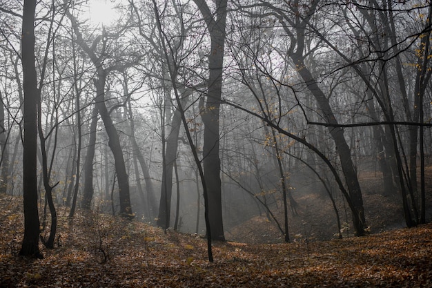 Paisaje forestal con niebla y follaje en la temporada de otoño.