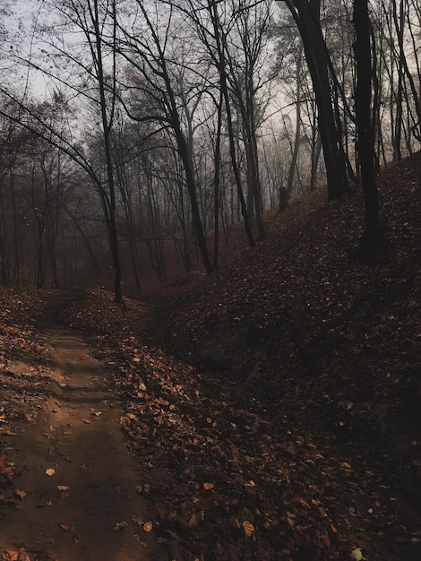 Paisaje forestal con niebla y follaje en la temporada de otoño.