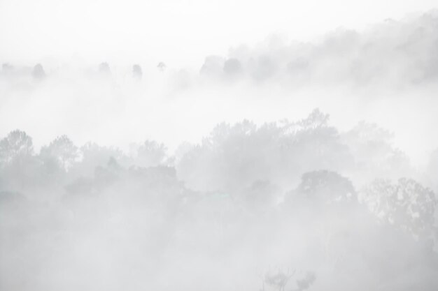 Paisaje forestal en la niebla