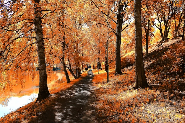 paisaje forestal otoñal / bosque amarillo, árboles y hojas Paisaje de octubre en el parque