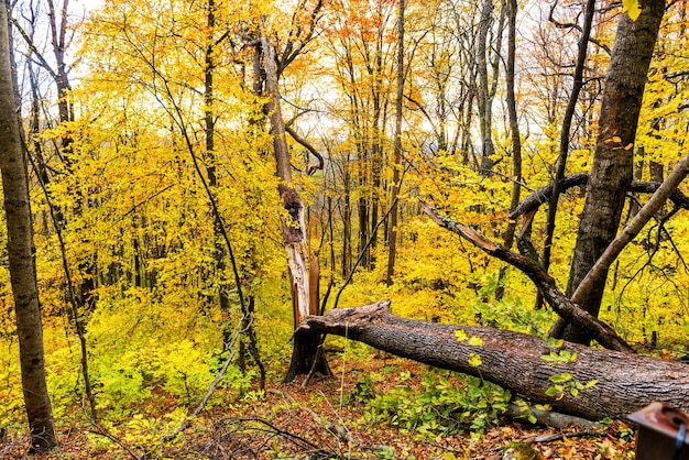 Paisaje forestal de otoño con un árbol partido y caído