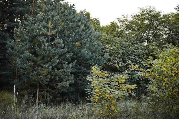 Paisaje forestal en otoño cálido