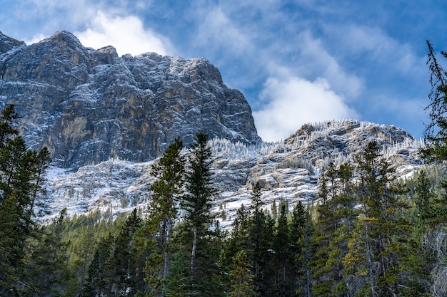 Paisaje forestal a principios del invierno, pinos verdes en primer plano, montañas cubiertas de nieve con árboles congelados