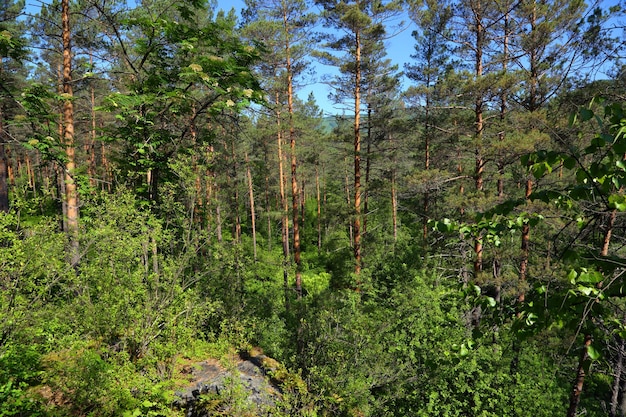 Paisaje forestal en la taiga rusa