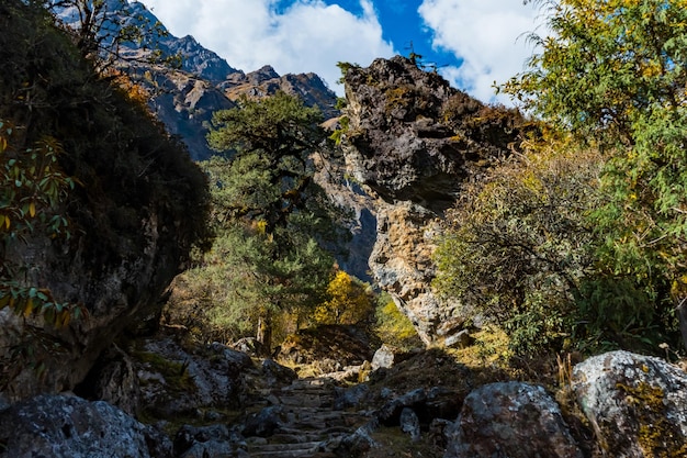 Paisaje forestal verde de Taplejung Nepal visto durante la caminata del campamento base de Kanchenjunga en el Himalaya