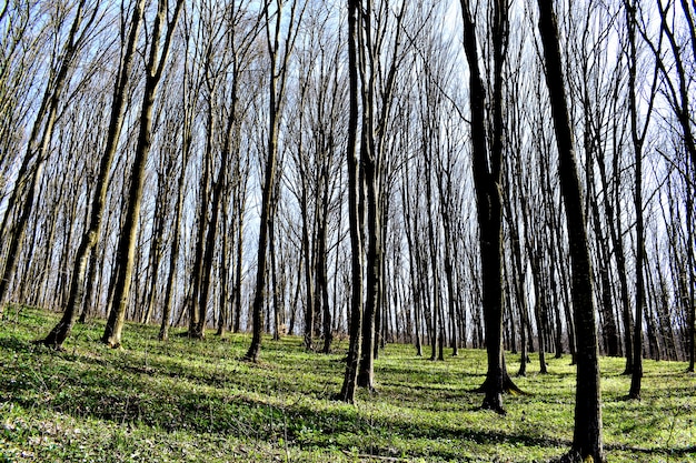 Paisaje forestal