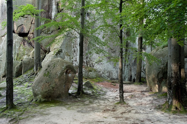 Paisaje forestal