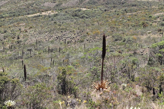 Paisaje de Frailejon