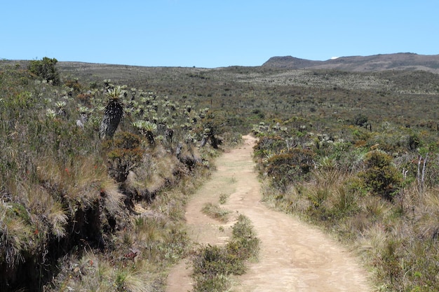 Foto paisaje de frailejon