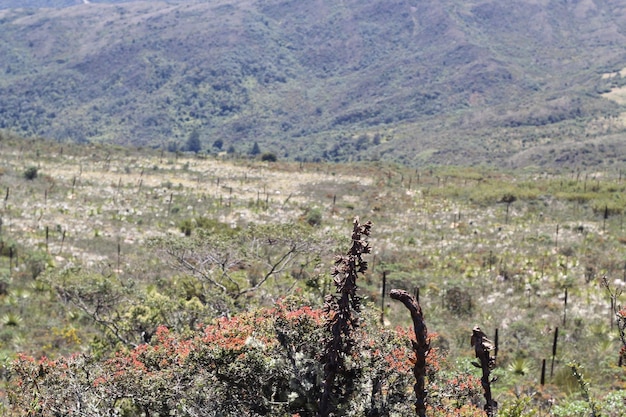 Foto paisaje de frailejon