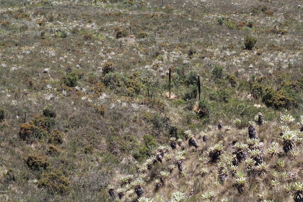 Foto paisaje de frailejon