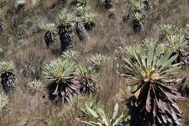 Foto paisaje de frailejon