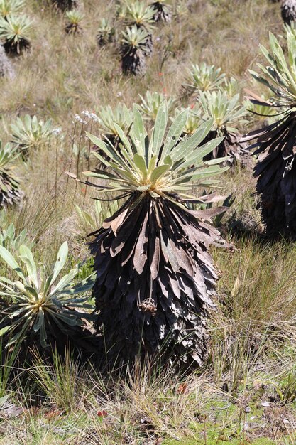 Paisaje de Frailejon