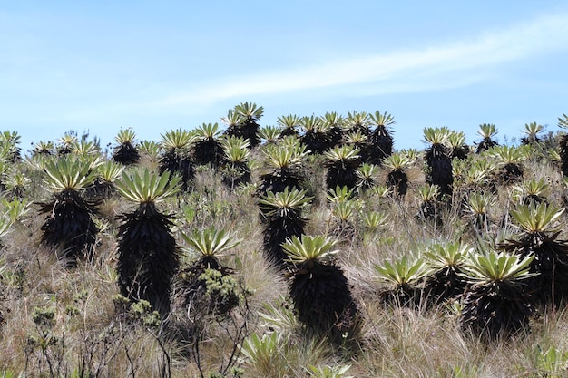 Foto paisaje de frailejon