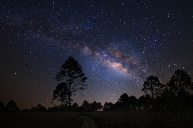 Paisaje con galaxia vía láctea Cielo nocturno con estrellas y silueta de pino