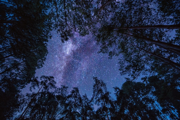 Paisaje con galaxia de la Vía Láctea sobre árbol. Cielo nocturno con estrellas. Fotografía de larga exposición.