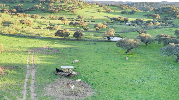 Paisaje de ganado en la pradera de la dehesa en los campos de España