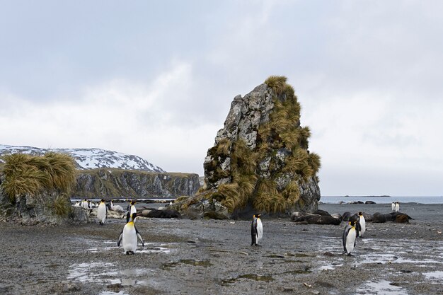 Paisaje de Georgia del sur con pingüinos rey