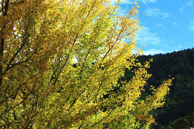 Paisaje de Ginkgo o árbol de Maidenhair con fondo de montaña y cielo azul