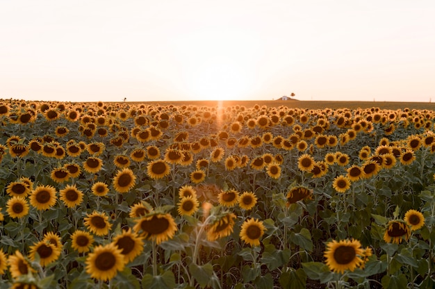 Paisaje de girasol al atardecer