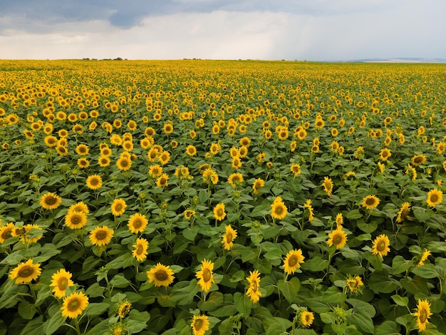 Paisaje con girasoles de flores amarillas