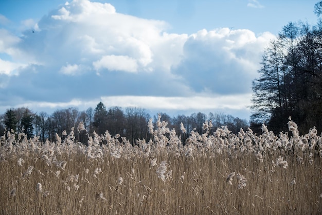 Foto paisaje con un gran puesto de cañas en la orilla del lago cañas secas del año anterior letonia