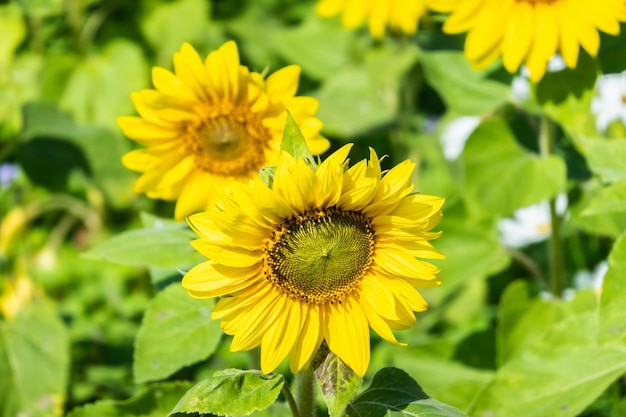 Paisaje de granja de girasoles con flores amarillas durante el día