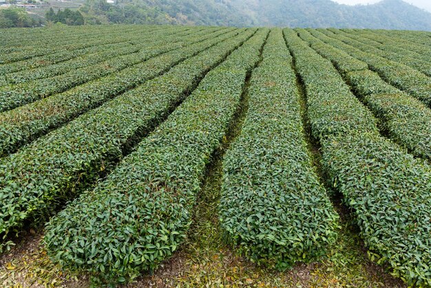 Paisaje de una granja de té crudo fresco