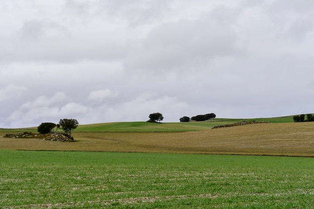 Paisaje de la hehesa cerealistica de la Sierra Oriental de Granada - España