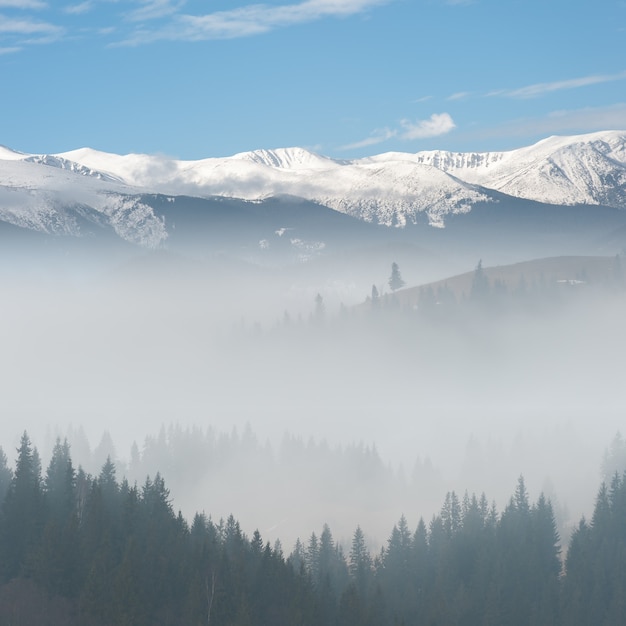 Paisaje con hermosa niebla en el bosque en la colina