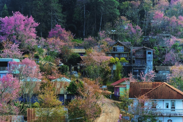 paisaje de hermosas cerezas salvajes del Himalaya flores rosadas de Prunus cerasoides en Phu Lom Lo Loei y Phitsanulok de Tailandia