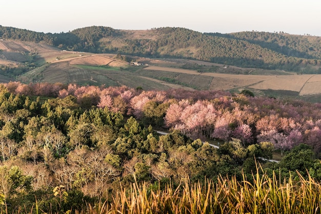 paisaje de hermosas cerezas salvajes del Himalaya flores rosadas de Prunus cerasoides en Phu Lom Lo Loei y Phitsanulok de Tailandia