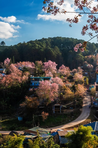 Paisaje de hermosas flores silvestres de cerezo del Himalaya en flor rosa Prunus cerasoides en Phu Lom Lo Loei y Phitsanulok de Tailandia