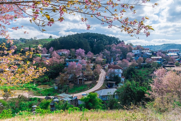 Paisaje de hermosas flores silvestres de cerezo del Himalaya en flor rosa Prunus cerasoides en Phu Lom Lo Loei y Phitsanulok de Tailandia