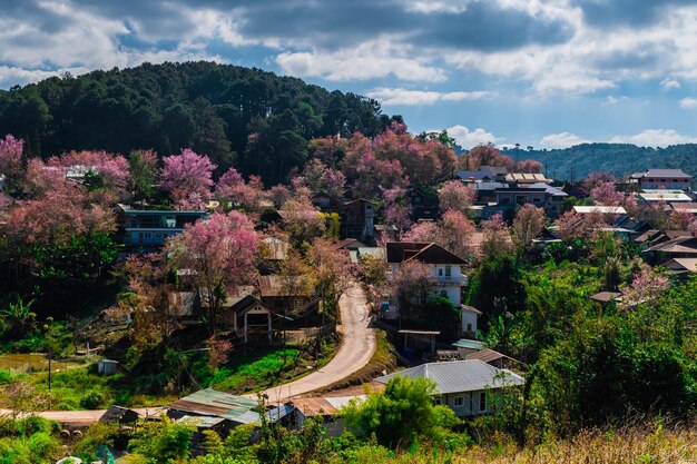 Paisaje de hermosas flores silvestres de cerezo del Himalaya en flor rosa Prunus cerasoides en Phu Lom Lo Loei y Phitsanulok de Tailandia