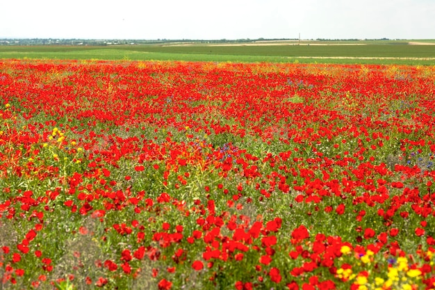 Paisaje con hermosas vistas de tulipanes