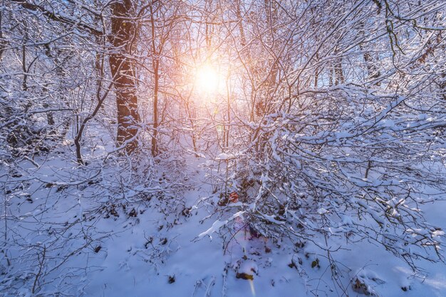 Paisaje de un hermoso bosque de invierno cubierto de nieve