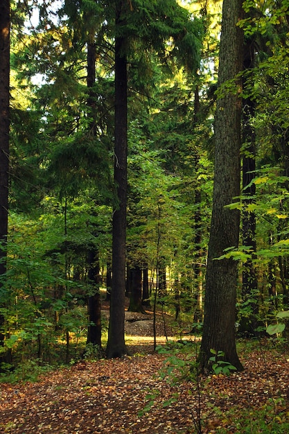 Paisaje con un hermoso bosque verde cubierto de hojas amarillas caídas.