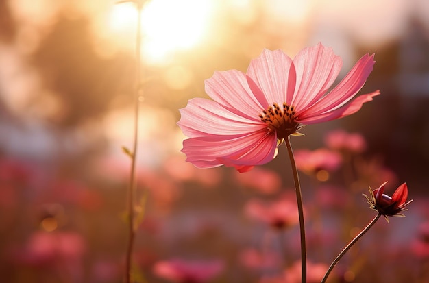 Paisaje con un hermoso campo de flores de rosas y puesta de sol en el fondo AI generativa