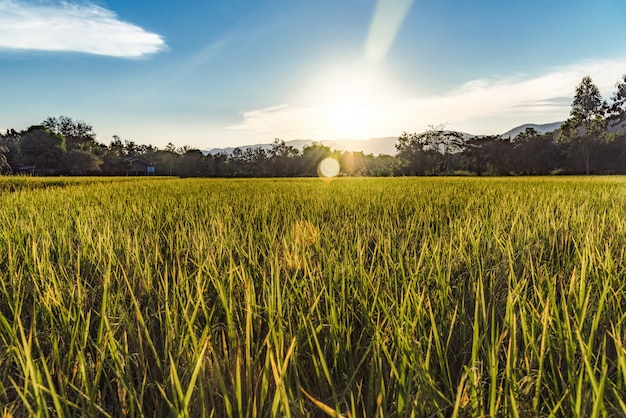 Paisaje hermoso del campo y de la puesta del sol de oro del arroz para el fondo en Tailandia.