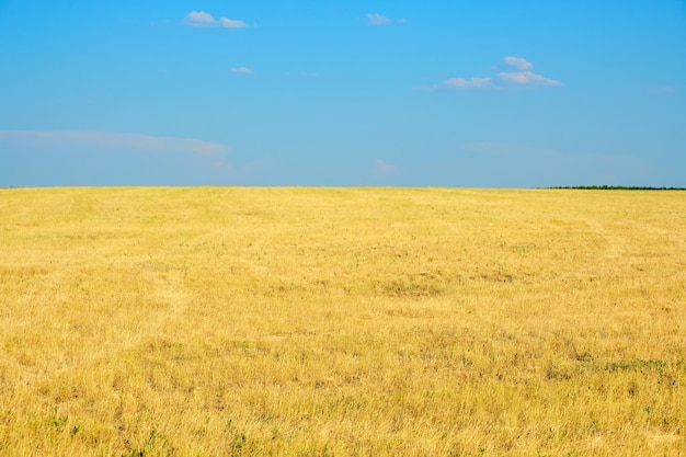 Paisaje de hierba amarillenta en la pradera contra el cielo azul brillante.