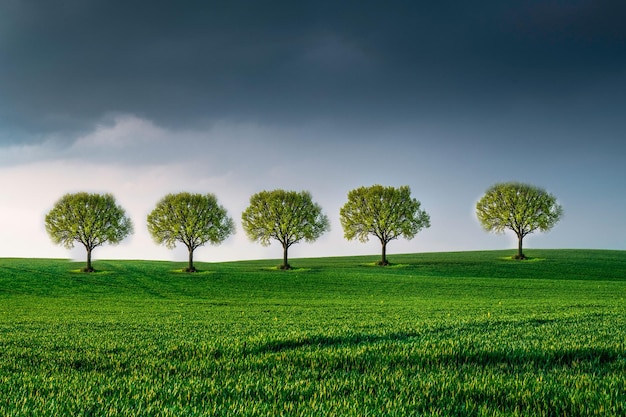 Paisaje de hierba con un árbol y nubes de lluvia 