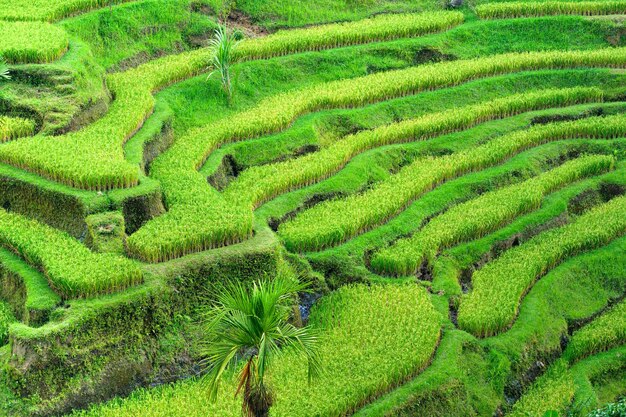 Foto paisaje hierba sin humanos al aire libre tema verde medios tradicionales