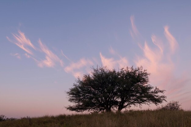 Paisaje de hierba de las pampas Provincia de La Pampa Patagonia Argentina