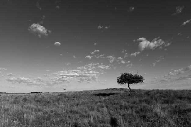 Paisaje de hierba pampeana provincia de La Pampa Patagonia Argentina