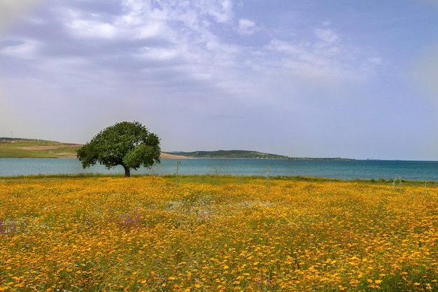 Paisaje de hierba de pradera y un solo árbol (Izmir / Sakran / Aliaga / Turquía)