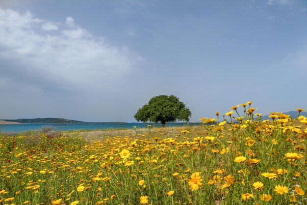 Paisaje de hierba de pradera y un solo árbol (Izmir / Sakran / Aliaga / Turquía)